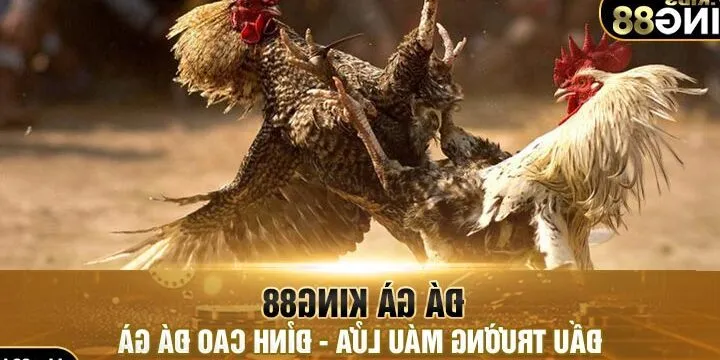 Đá gà king88